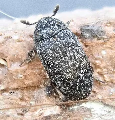 Dermestes Murinus Up