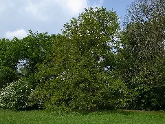 Dessau,Erinnerungseiche Schillerpark