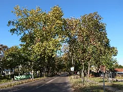 Dessau,Platanenallee 03