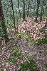 Detmold 2014 04 05 Leistruper Wald Kuhle (1)