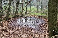 Detmold 2014 04 05 Leistruper Wald Tümpel