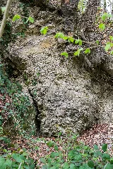 Detmold 2014 04 06 Geologischer Aufschluss Am Schwesternberg (4)