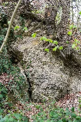 Detmold 2014 04 06 Geologischer Aufschluss Am Schwesternberg (5)