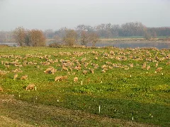 Deutsch Schafe Panoramio