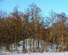 Devener Holz Bei Demmin
