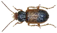 Diachromus Germanus (Linné, 1758) (2935445692)