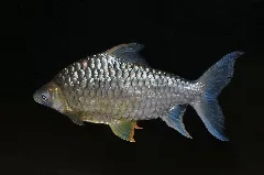 Diamantbarbe Hypsibarbus Pierrei