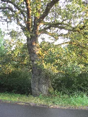 Dicke Eiche 043