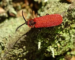 Dictyoptera Aurora Tp03