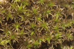 Didymodon Cordatus (A, 153845 482535) 5932