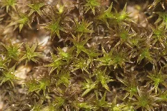 Didymodon Cordatus (A, 153845 482535) 5933
