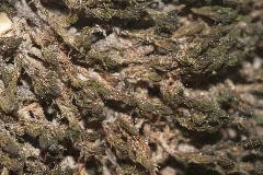 Didymodon Cordatus (B, 153838 482535) 5923