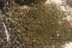 Didymodon Cordatus (B, 153838 482535) 5926