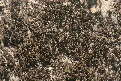 Didymodon Cordatus (B, 153838 482535) 5928