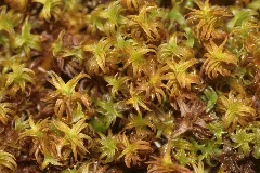 Didymodon Ferrugineus (C, 144705 480306) 2179