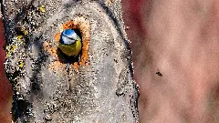 Die Blaumeise