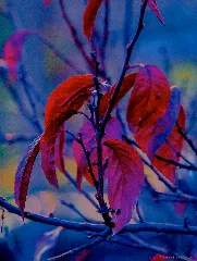 Die Farben Des Herbstes, München, Donnersberger Brücke (11094333844)
