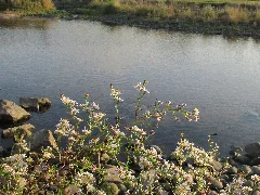 Die Murg Bei Bischweier Panoramio