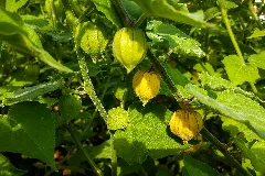 Die Physalis