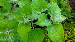 Die Physalis, Lat. Physalis Peruviana