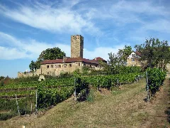 Die Ravensburg Bei Sulzfeld (Baden) Panoramio (1)