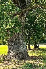 Dierdorf Natural Monument Alte Eiche Trunk