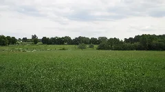 Dinsl Hiesfeld Lsg Sträterei, Grafschaft, Lingelmannstrasse