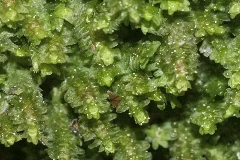 Diplophyllum Albicans (A, 150113 481728) 3727