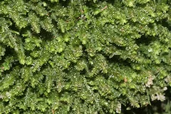 Diplophyllum Albicans (A, 150113 481728) 3731