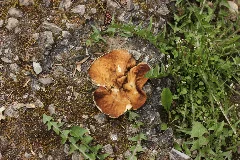 Disciotis Venosa (Heiligenhaus, Deutschland) 1