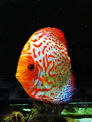 Diskus Fisch Panoramio