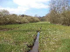 Distelbach