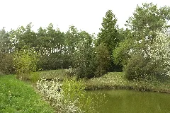 Dossinger Wette 1