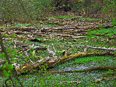 Driftwood Near Rhine