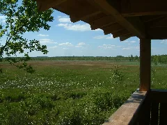 Dubringer Moor Wollgraswiese