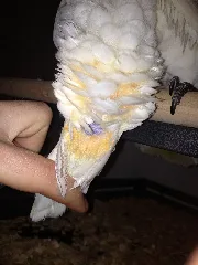 Ducorps Cockatoo Head