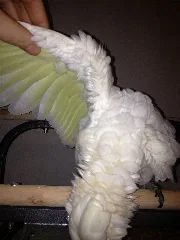 Ducorps Cockatoo Wing