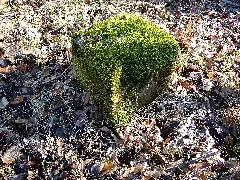 Duebener Heide Forstabteilungsstein (145)