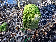 Duebener Heide Saechsischer Forstgrenzstein (306)