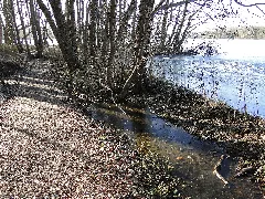 Dümmer Dümmersee 2012 02 15 013