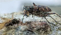 Dünen Sandlaufkäfer (Cicindela Hybrida Transversalis)