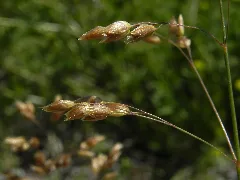 Duftendes Mariengras