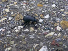 Dung Beetle Panoramio