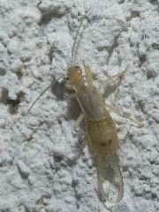 Earwig Larva