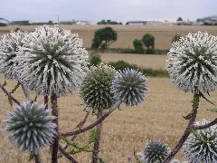 Echinops Sphaerocephalus Werner1122