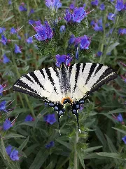 Echium Vulgare Sl1