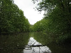 Eckbachweiher