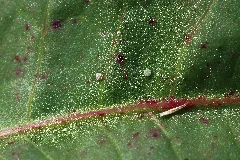 Egg Of Lycaena Dispar And Lycaena Phleas