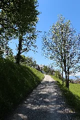 Ehemalige Pappelreihe Beim Schloss Aschach
