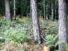 Eibiswald Aichberg Gelände Der Hügelgräber 8